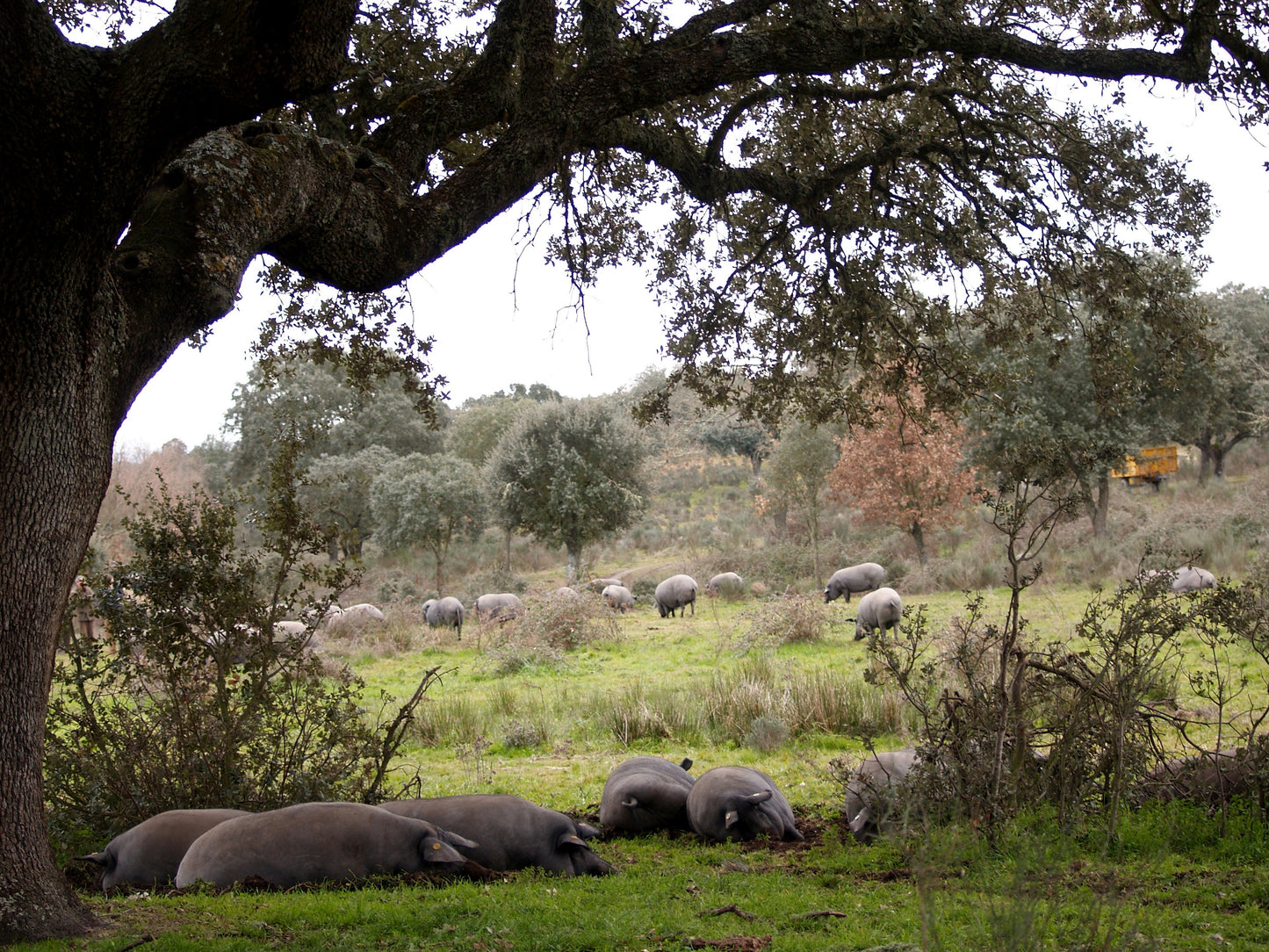 Where is Iberico ham made?