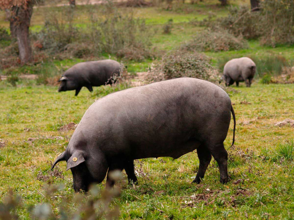 Pata negra» es sinónimo de calidad? ¿Qué significa que un jamón es»de pata  negra»? - Montesierra